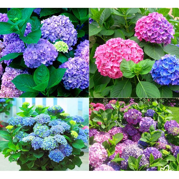 Hạt giống hoa Cẩm tú cầu hàng chuẩn kèm quà tặng và hướng dẫn ươm trồng
