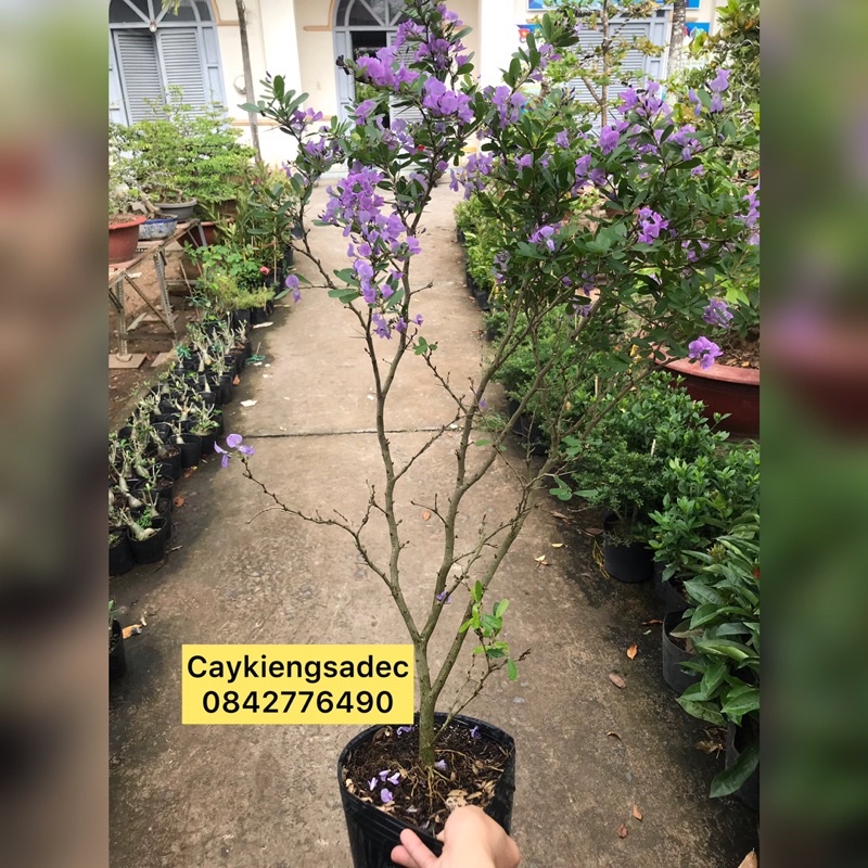 Sam siêu bông caykiengsadec+ Tặng phân bón - trang trí nội thất cảnh quan sân vườn ngoài trời