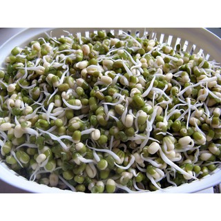 Hạt giống rau mầm đậu xanh - tặng gói hạt giống ngẫu nhiên