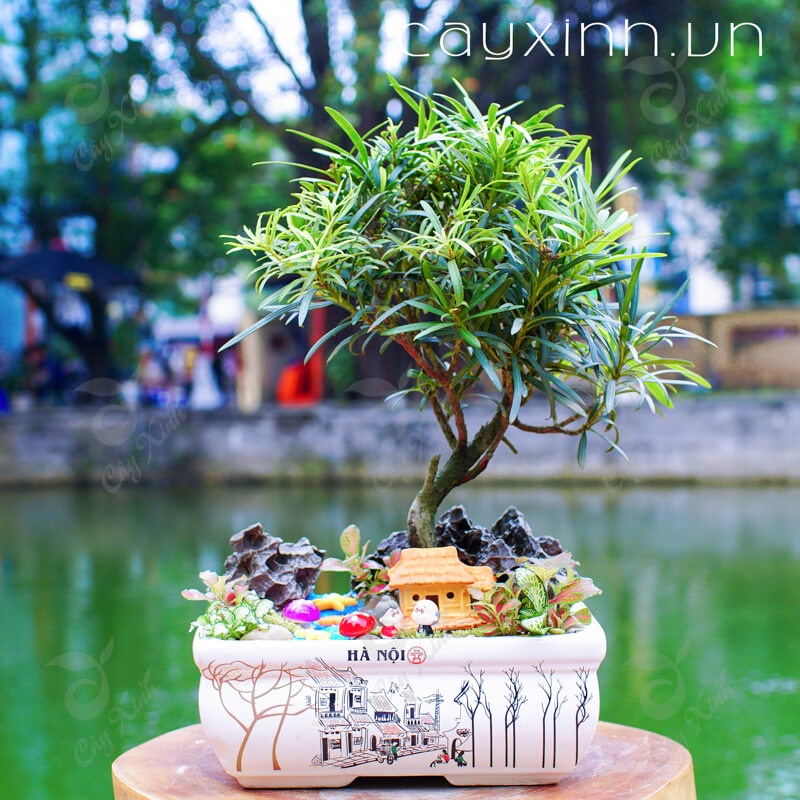 Cây tùng la hán💖FREESHIP💖 Vạn Niên Tùng Bonsai cây đẹp chuẩn giống khỏe mạnh phát triển tốt