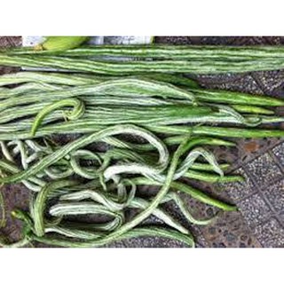 hạt giống mướp rắn gói 5 hạt