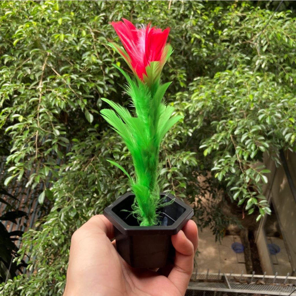 Ảo Thuật Trồng Cây - Plant Tree Magic Trick