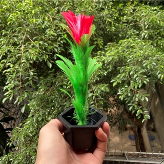 Ảo Thuật Trồng Cây - Plant Tree Magic Trick