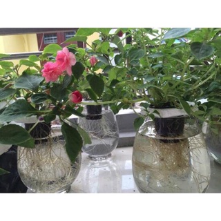 Dung dịch thuỷ canh HYDROPONIC 100ml