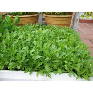 hạt giống rau cải cúc nếp
