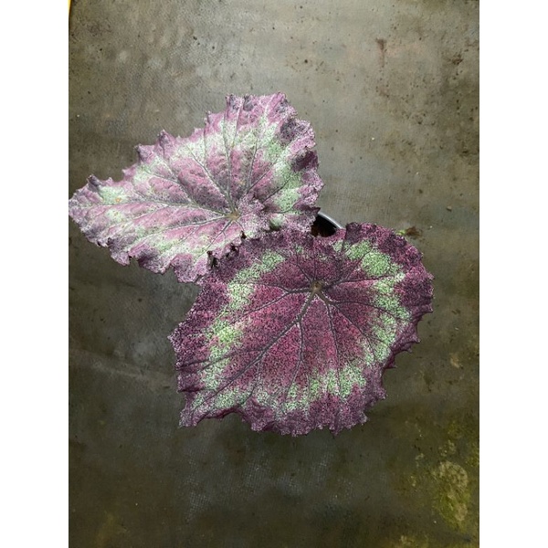 Chậu cứng Begonia Mauve