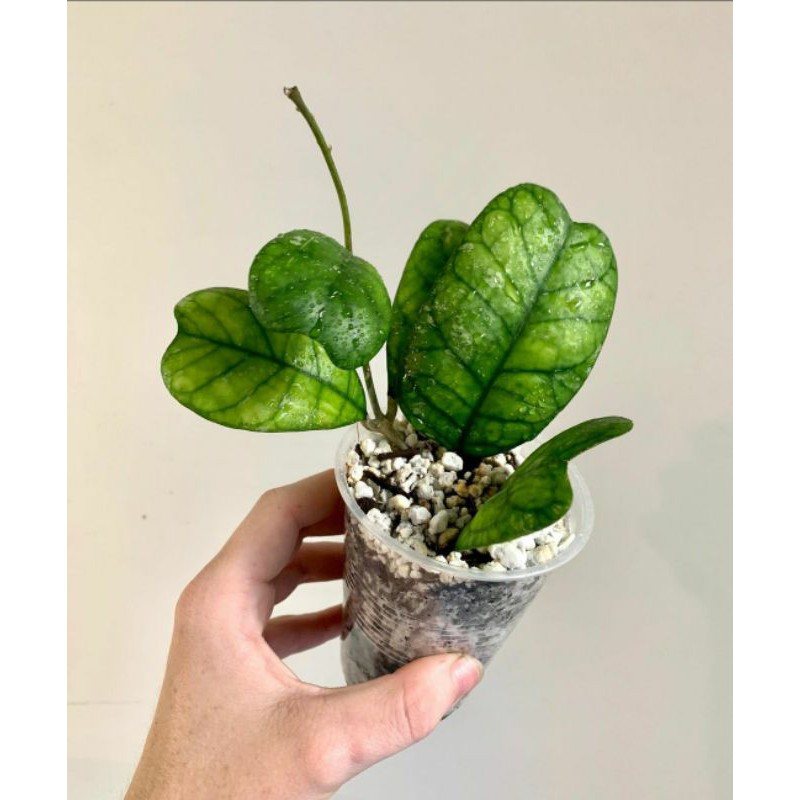 Rùa hoya deykeae hoya