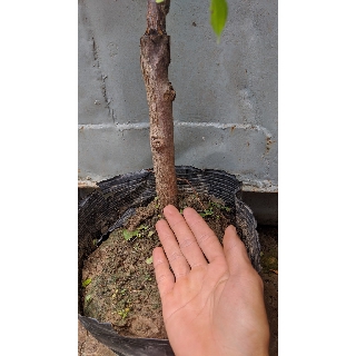 Táo tàu hồ lô