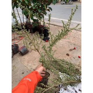 CÂY HOA TUYẾT MAI