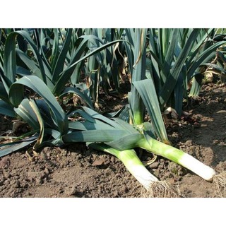 Hạt giống tỏi tây hành baro . Tặng hạt giống ngâu nhiên