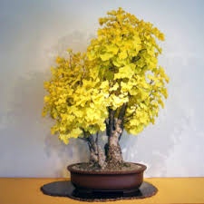 Cành lá vàng, cành lá ngân hạnh làm cây giả
