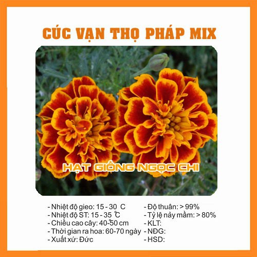 Hạt Giống Hoa Cúc Vạn Thọ Pháp - 50 Hạt