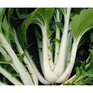 Hạt giống rau cải thìa (20G)
