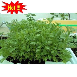 Hạt giống Rau tần ô (20g)