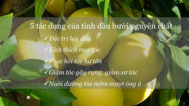 Tinh dầu bưởi chữa rụng tóc