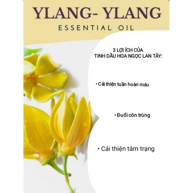 TINH DẦU THIÊN NHIÊN HOA NGỌC LAN TÂY - HOA LÀI LÀM NẾN THƠM, XÔNG HƯƠNG, ... - 9293store - 9293nguyenlieu