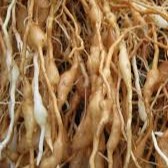 Mạch môn nam sấy khô nguyên chất 100 gram.