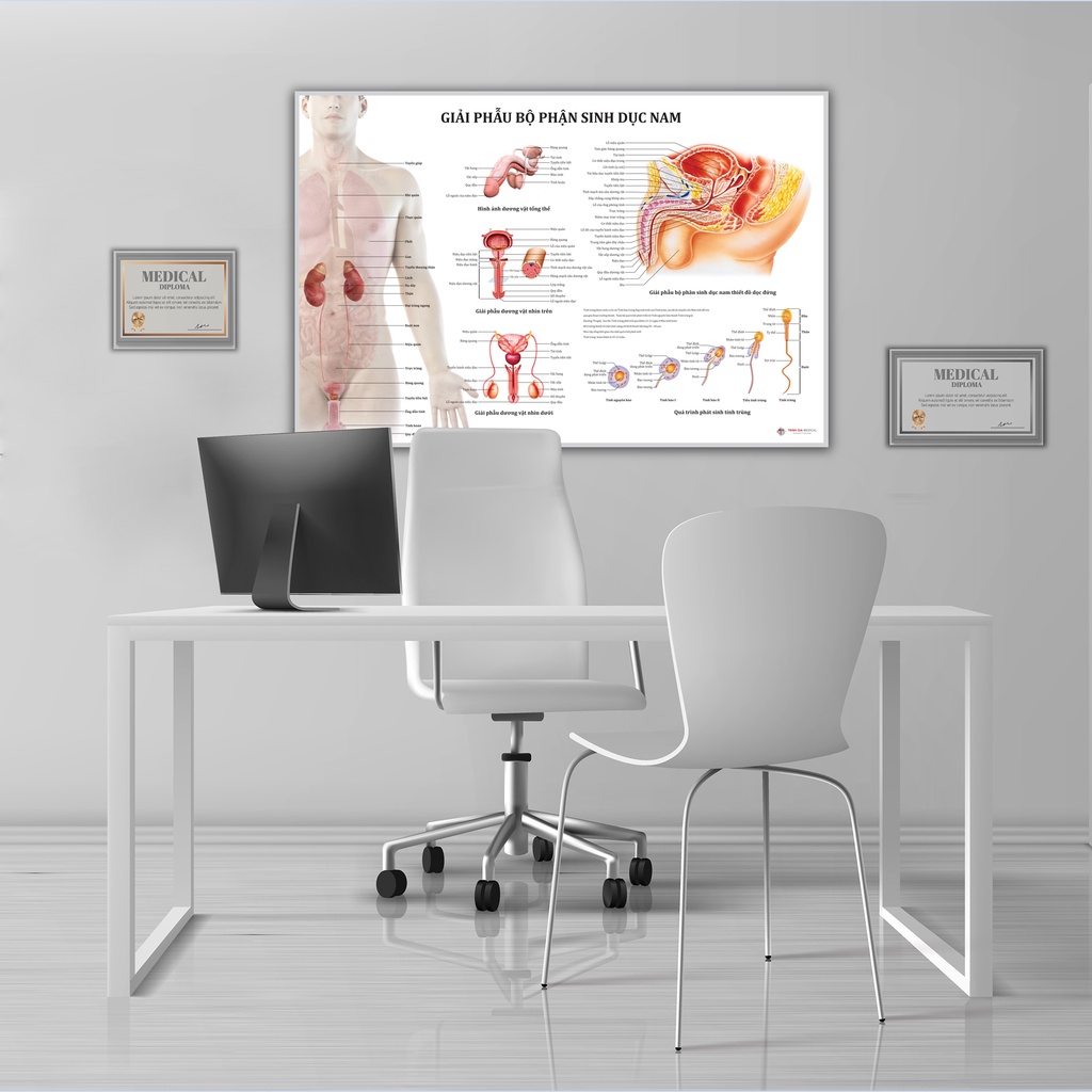 Tranh giải phẫu Bộ phận sinh dục nam - 50x75cm - Decal dán