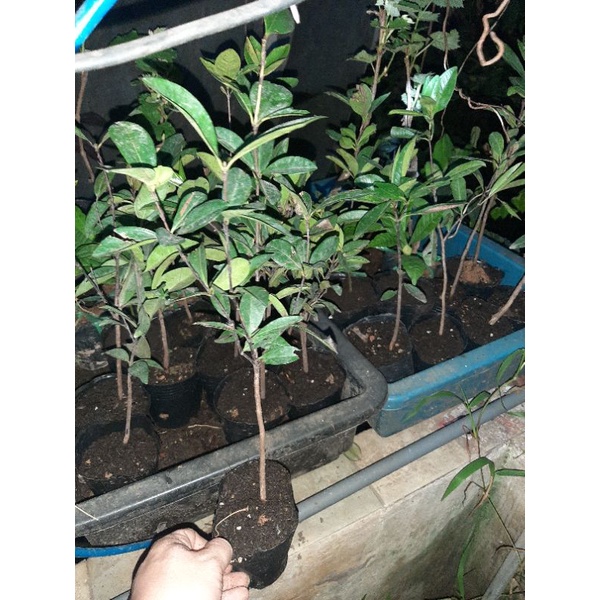 Cây Cherry Brazil