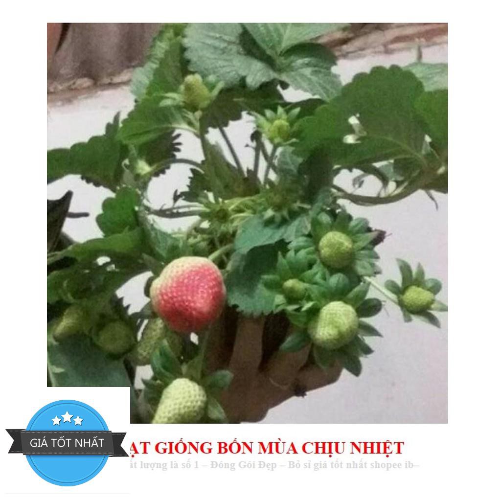 Gói 100 Hạt giống Dâu Tây Quả To, Chịu nhiệt  free ship toàn quốc