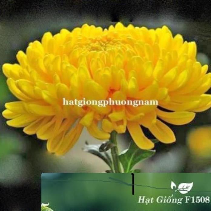 HẠT GIỐNG HOA CÚC VÀNG (CÚC ĐẠI ĐÓA)