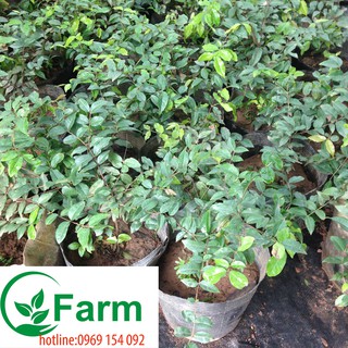 Combo 02 cây nho thân gỗ tứ quý bé