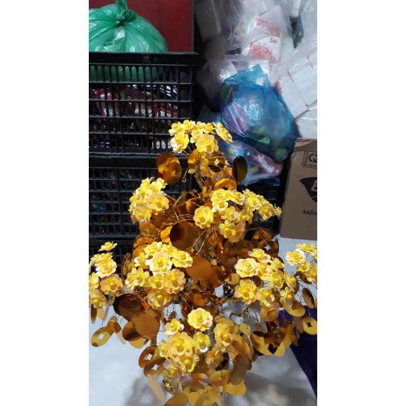 Cây hoa tiền vàng 490k