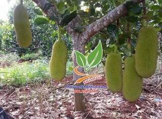 Cây giống mít trái dài malaysia