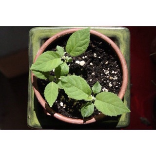 Hạt giống Kiwi F1 ☘️ (30 H)