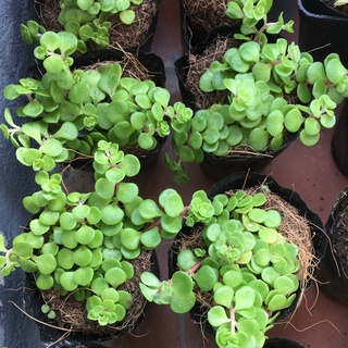 🌵FREESHIP🌵SEN ĐÁ SEDUM VẢY CÁ