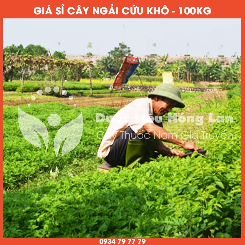 Cung cấp sỉ CÂY NGẢI CỨU khô giá bán 100kg - Công ty dược liệu Hồng Lan