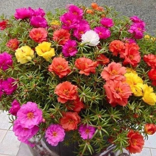 Hạt Giống Hoa Mười Giờ Kép Ngoại Đủ Màu (600 Hạt, tặng kèm phân)