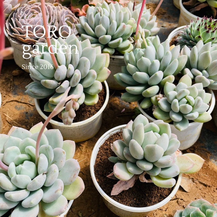 Sen đá sỏi xám Đà Lạt size trung bình cây cảnh trang trí nhà cửa Toro garden