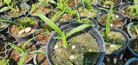 Hoa lan kiếm  Trắng Hà Thu