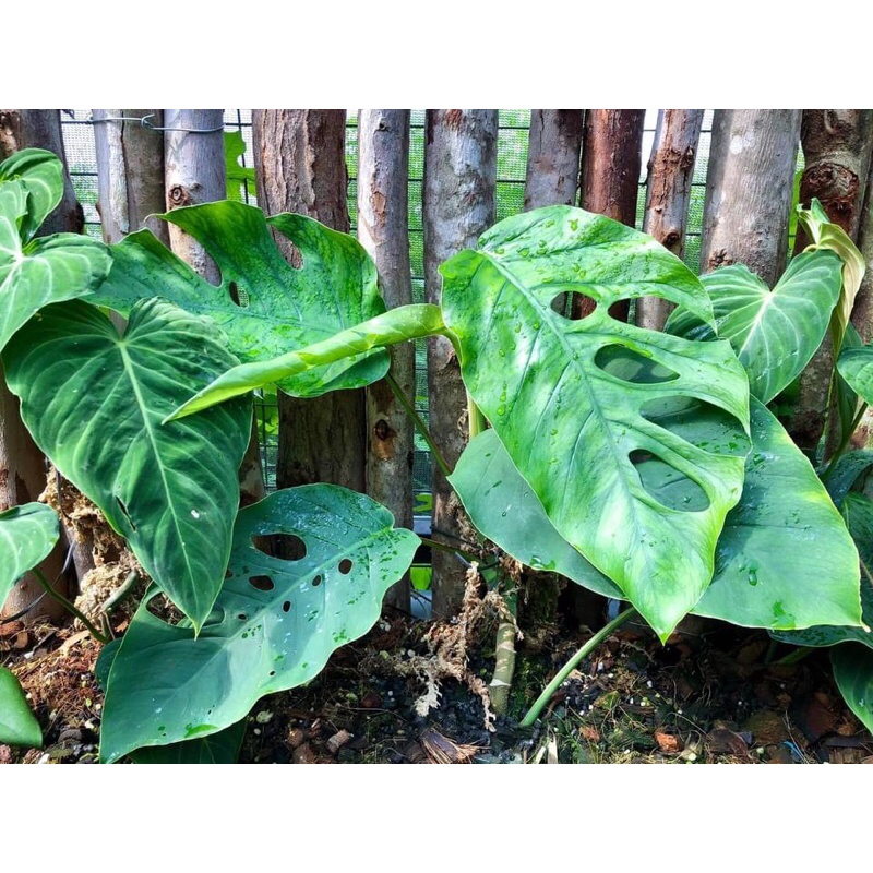 Monstera dubia
