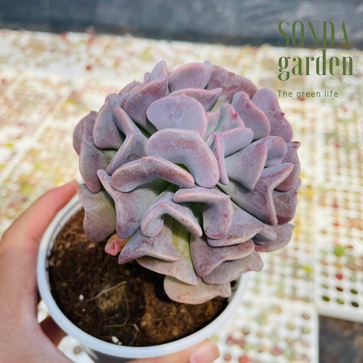 Sen đá cúc tím cổ thụ SONDA GARDEN size trung bình 8-10cm, cây cảnh trang trí nhà cửa, lỗi 1 đổi 1