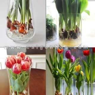 Tuy lip hoa tết