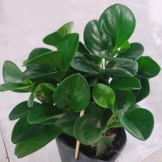 Cây Trường Sinh