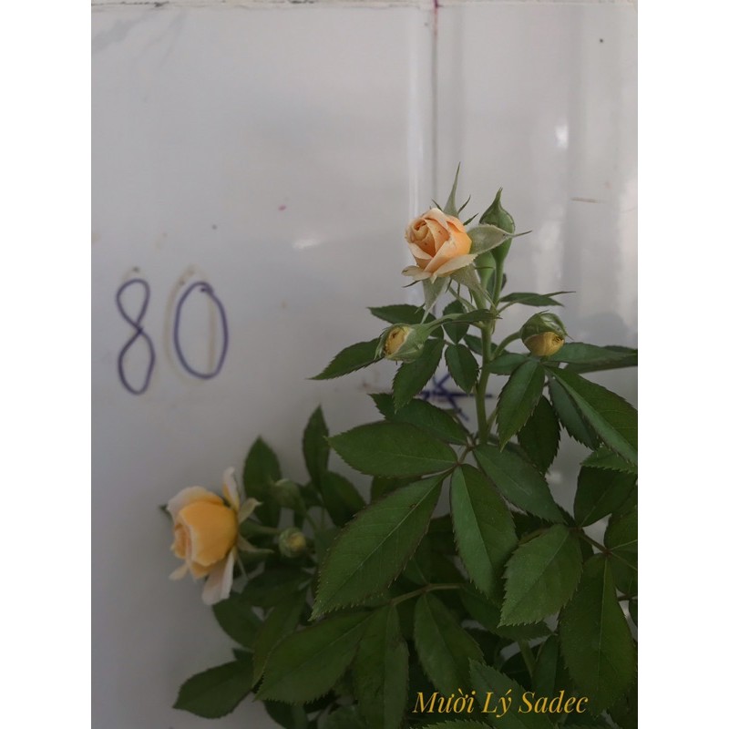 Hoa hồng ngoại Jeri jennings