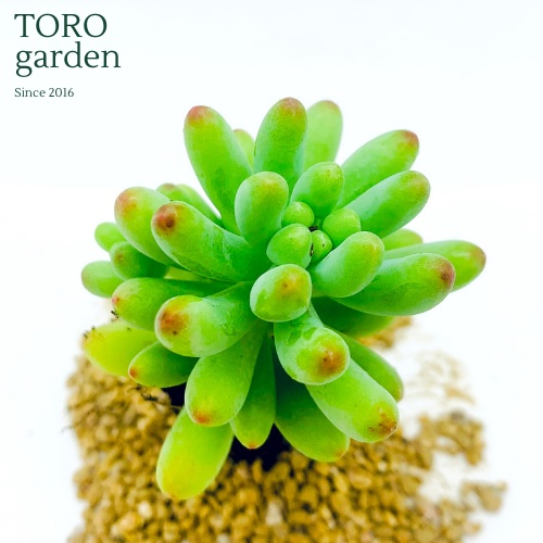 Sen đá thạch ngọc mĩ Đà Lạt size mini cây cảnh trang trí nhà cửa Toro garden