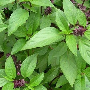 Hạt giống húng quế (tặng kèm phân)