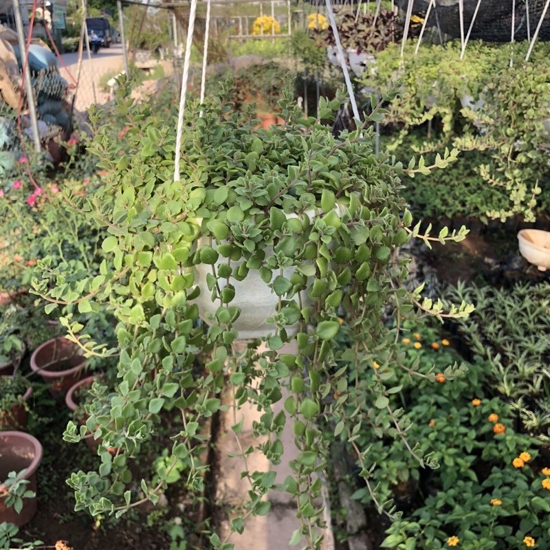 Cây vẩy rồng