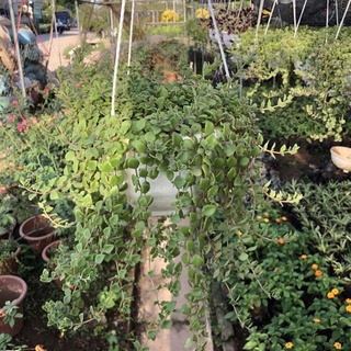 Cây vẩy rồng