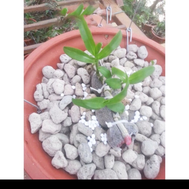 Đá bọt(đá núi lửa) giá thể trồng Lan- 1 kg