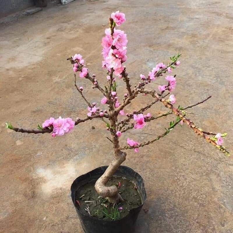 CÂY ĐÀO CHƠI TẾT
