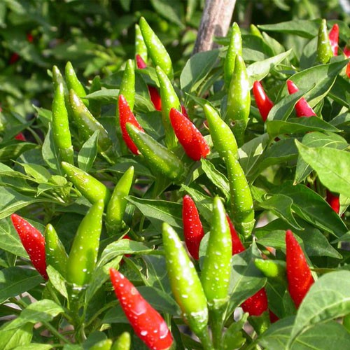 1g Hạt giống Ớt chỉ thiên