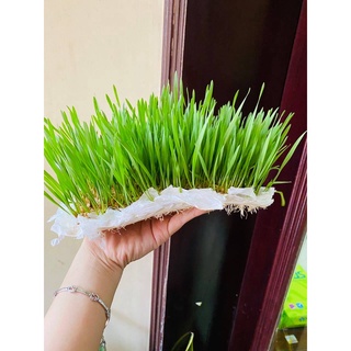 Hạt giống cỏ lúa mì hữu cơ - Cỏ lúa mì tiểu mạch thảo
