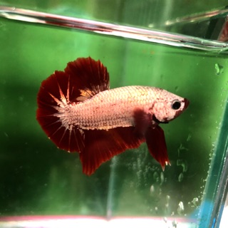 BETTA RỒNG ĐỎ ( trống )
