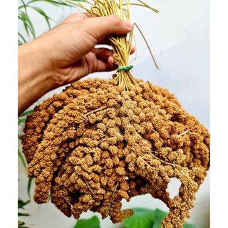 Kê chùm vàng 1kg - cho chim yến - vẹt