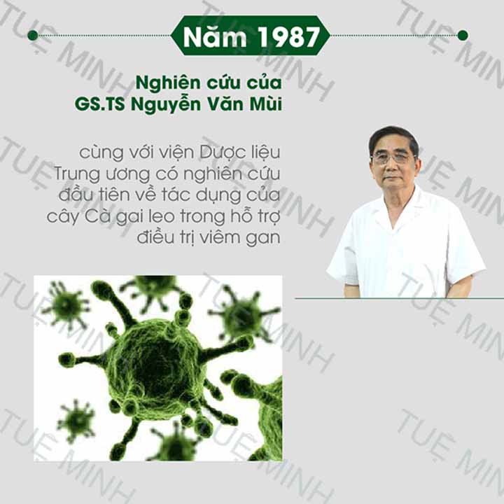 Viên cà gai leo mật nhân Tuệ Minh đầy đủ giấy tờ ATVSTP loại 500gr